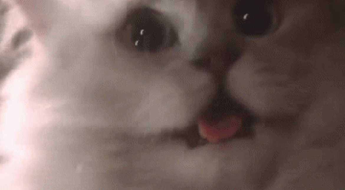 More Cat Gif here