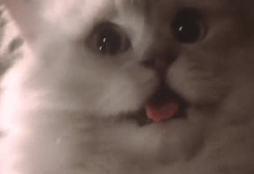 More Cat Gif here