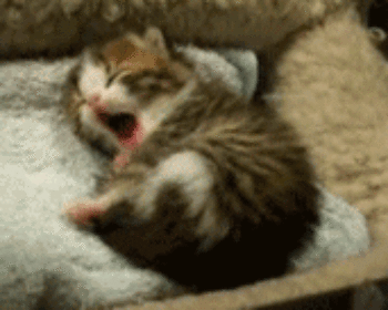 More Cute Cats here