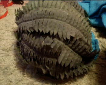 More Funny Cat Gifs here