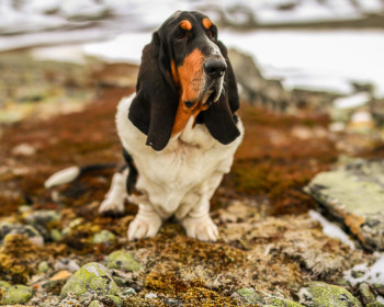 Annette Nordlinder | Cornelius the Regal