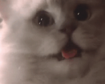 More Cat Gif here