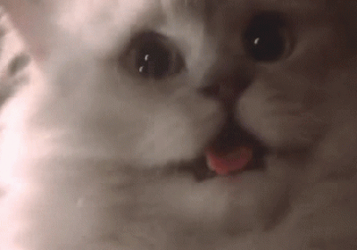 More Cat Gif here